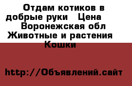 Отдам котиков в добрые руки › Цена ­ -1 - Воронежская обл. Животные и растения » Кошки   